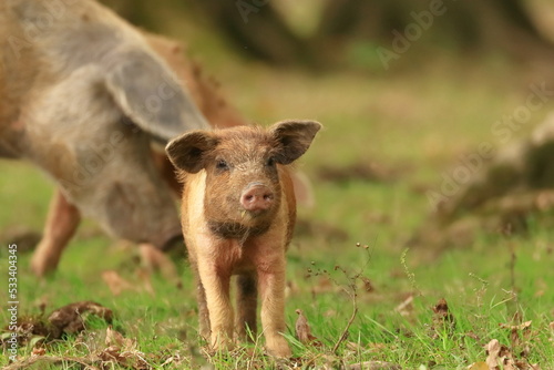 Pigs on farm. Domestic animals. Funny scene. © Simun Ascic