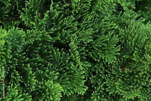Juniperus, green background, evergreen shrub