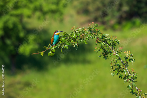 Merops apiaster - colorful bird Vlha Pestra in wild nature on a meadow in sunny weather with beautiful bokeh photo