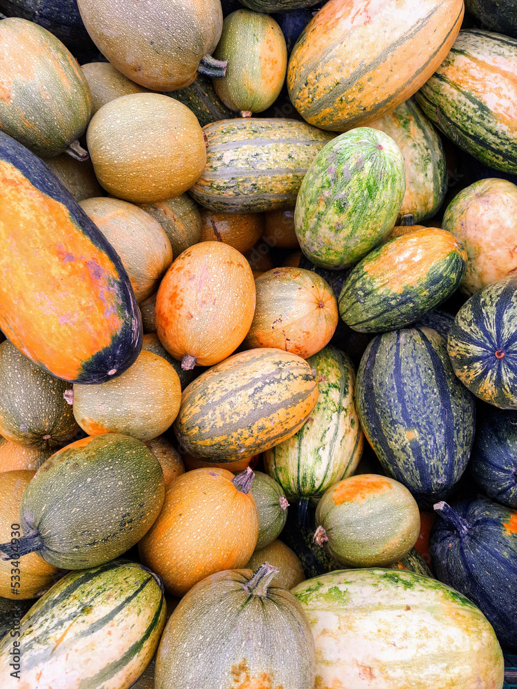 A pile of multi-colored pumpkins.