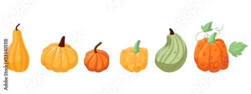 Set of various pumpkins. Vector illustration isolated on white background. Harvest of pumpkins of different shapes and colors. Vegetables, gourds.