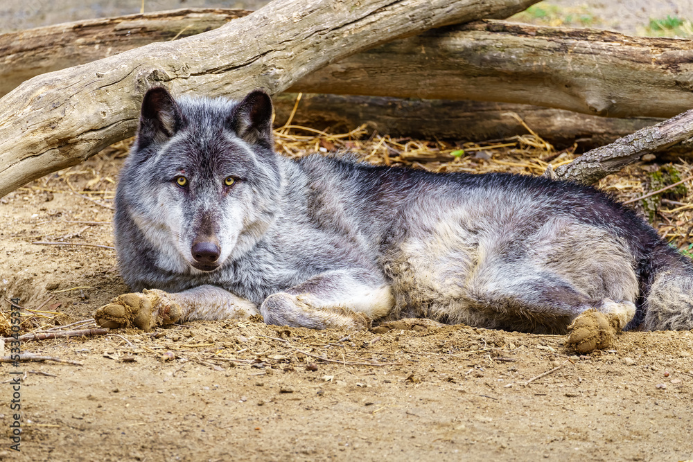 European gray wolf, Canis lupus lupus, lie and rest. European gray wolf, Canis lupus lupus, lie and rest.