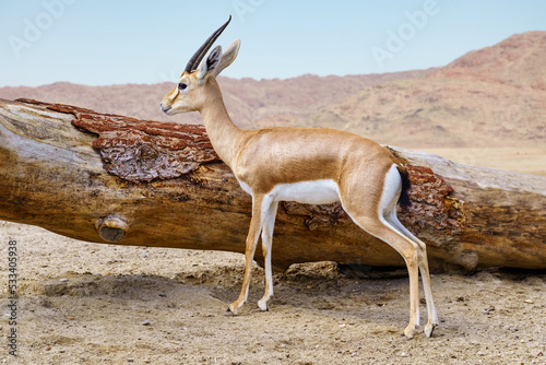 Thomson's gazelle next to a large tree fallen in the African savannah. photo