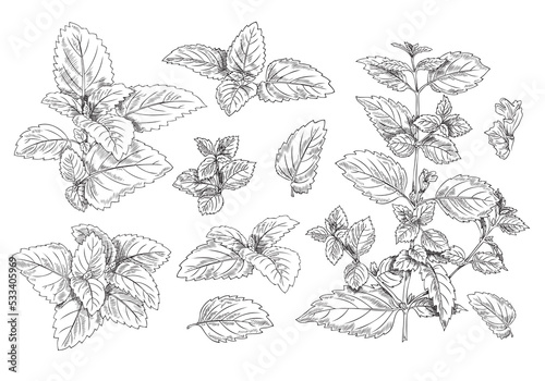 Collection of melissa twigs and leaves sketch vector illustration isolated.