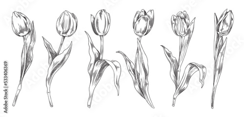 Set of opened and closed hand drawn monochrome tulips sketch style #533406369