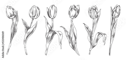 Set of opened and closed hand drawn monochrome tulips sketch style