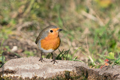 European red robin standing on the ground with head turned to right © JGade