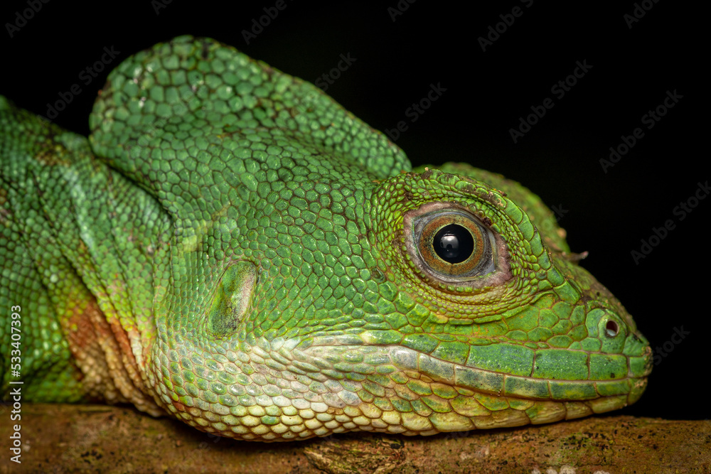 Fototapeta premium green iguana on a black background