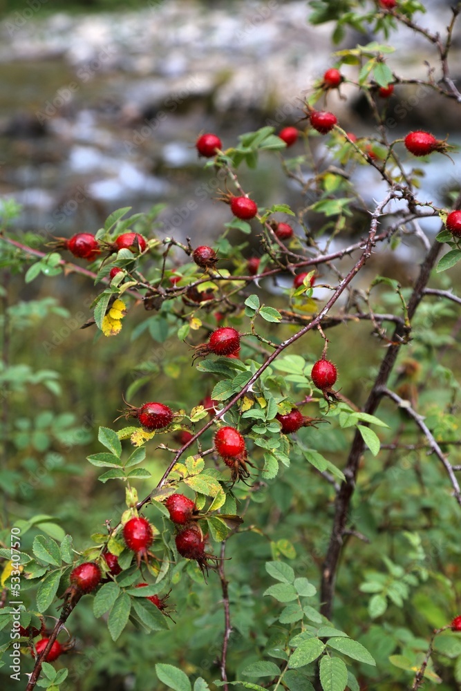 Apple rose fruit - Rosa villosa