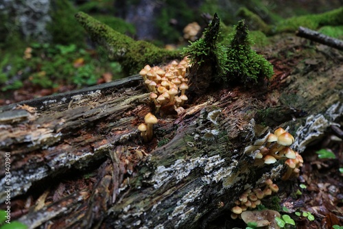 Forest Sulphur tuft mushrooms