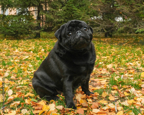 Portrait of a black pug in an autumn park with yellow leaves on the grass