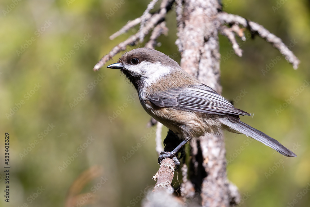 Siberian Tit