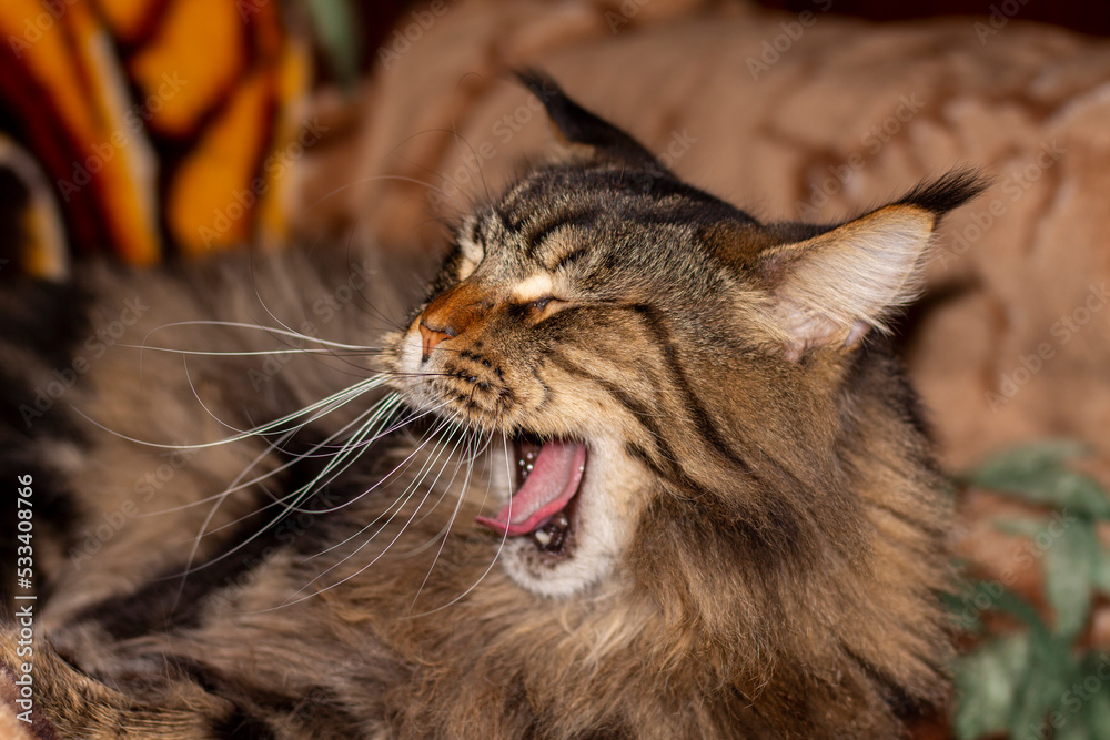 Portrait of a Maine Coon cat named Fedor, Kharkiv, Ukraine Stock Photo