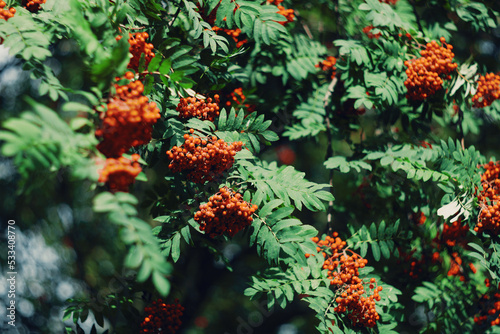 rowan branch with red berries in nature