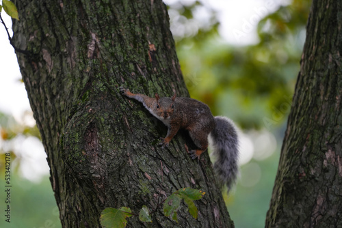 squirrel. squirrel on a tree trunk. photo during the day. © samy