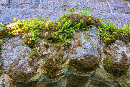 Fern plants at a old stone vault