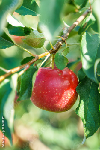 Ripe red autumn apple hang surrounded by green foliage on a branch of an apple tree