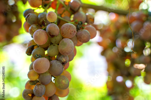 A ripe bunch of grapes hanging from a vine