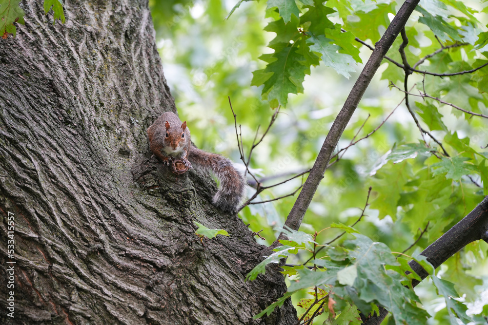 Obraz premium squirrel. squirrel on a tree trunk. photo during the day.