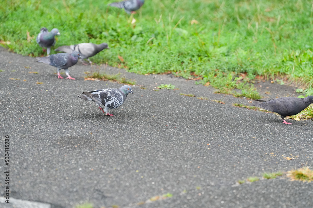 Fototapeta premium doves. pigeons in the park. photo during the day.