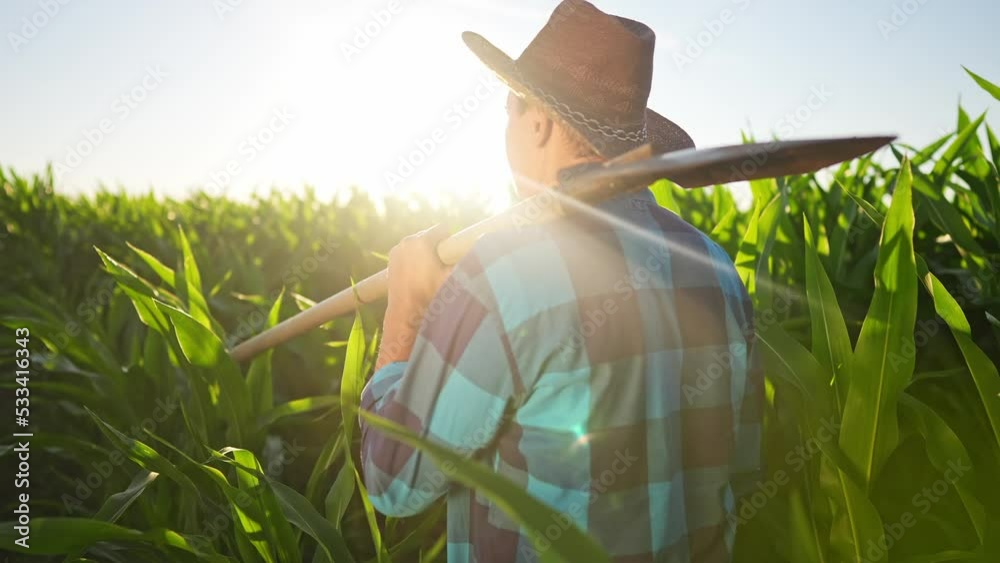 agriculture corn. a farmer with a shovel walk along a corn field. business agriculture industry corn concept. farmer worker working in corn field. organic rural maize crop farm concept