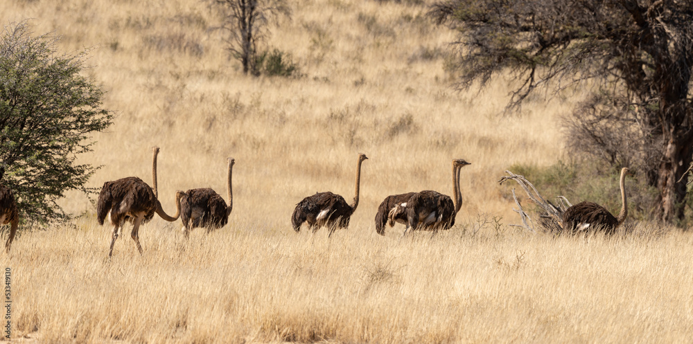 Fototapeta Autruche d'Afrique, .Struthio camelus, Common Ostrich, Désert du Kalahari, Afrique du Sud