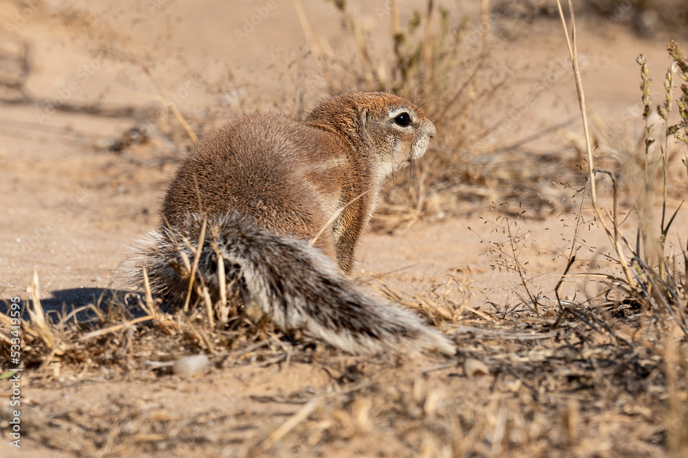 Ecureuil de terre du Cap, Xerus inauris, Désert du Kalahari, Afrique du Sud Ecureuil de terre du Cap, Xerus inauris, Désert du Kalahari, Afrique du Sud