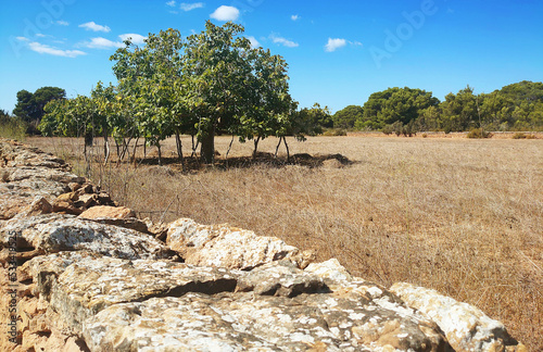 Tipico albero di fico di Formentera, Isole Baleari, Spagna - Alberi da frutta in ambiente rurale photo