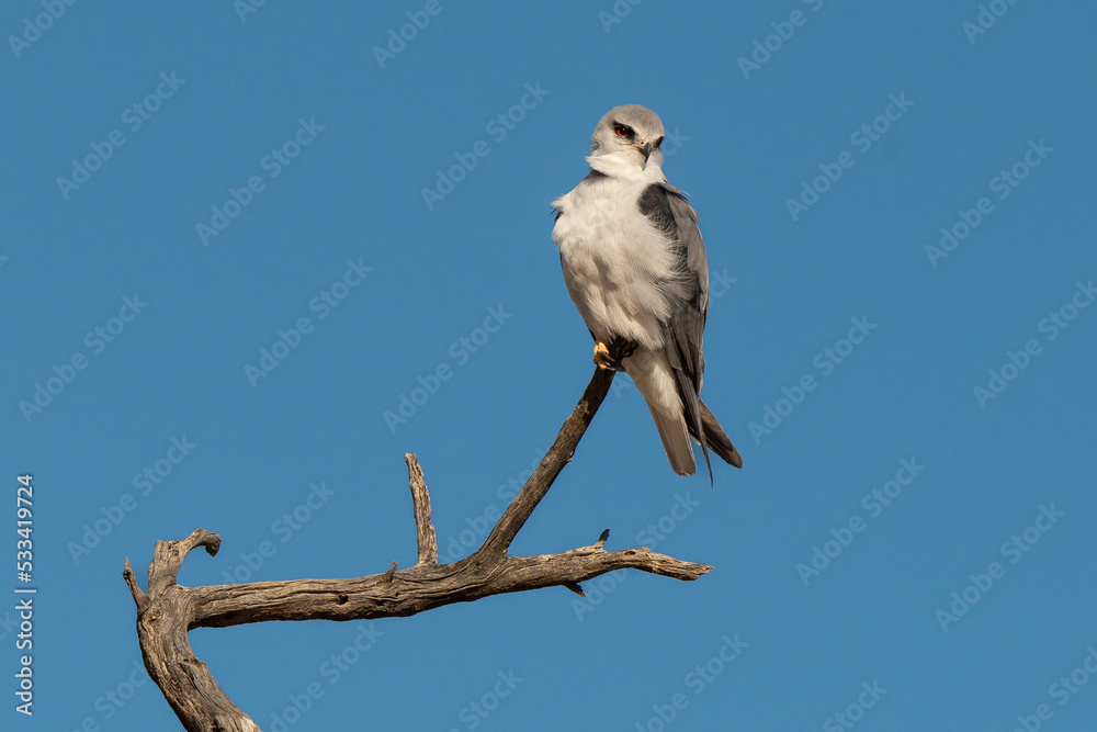 Elanion blanc, .Elanus caeruleus, Black winged Kite Elanion blanc, .Elanus caeruleus, Black winged Kite