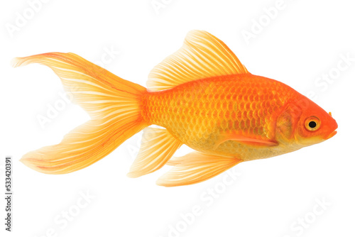Comet Goldfish