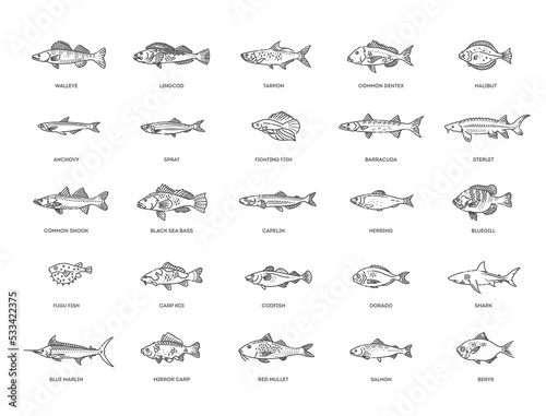 Types marine, ocean fish and Freshwater fish