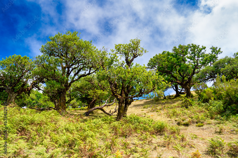 Beautiful laurel trees in the afternoon sunset in the Fanal Forest, Madeira, Portugal. Ancient laurel trees, landscape view of the trees in summer