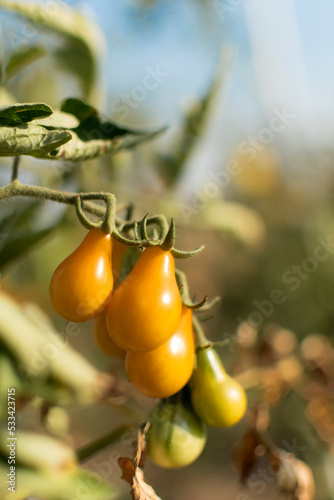 Yellow pear cherry tomatoes in eco garden. Lycopersicon esculentum var. cerasiforme photo