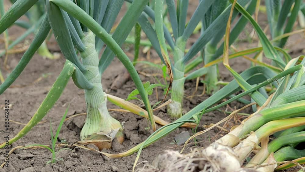 Young garlic with roots lying on garden soil. Collection of Lyubasha ...