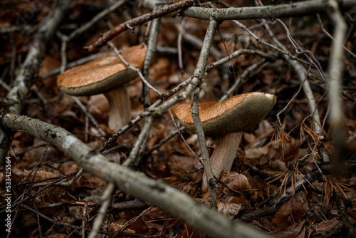 close-up of brown mushrooms growing among yellowed leaves and dry tree branches © fesenko
