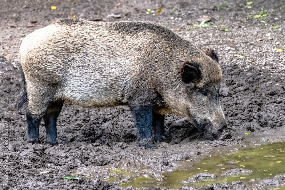 Wild boar (Sus scrofa), known as wild swine, common wild or Eurasian wild pig in Bialowieza Forest, Poland Wild boar (Sus scrofa), known as wild swine, common wild or Eurasian wild pig in Bialowieza Forest, Poland