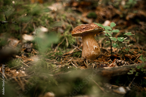 Close-up of large beautiful edible brown mushroom growing in forest