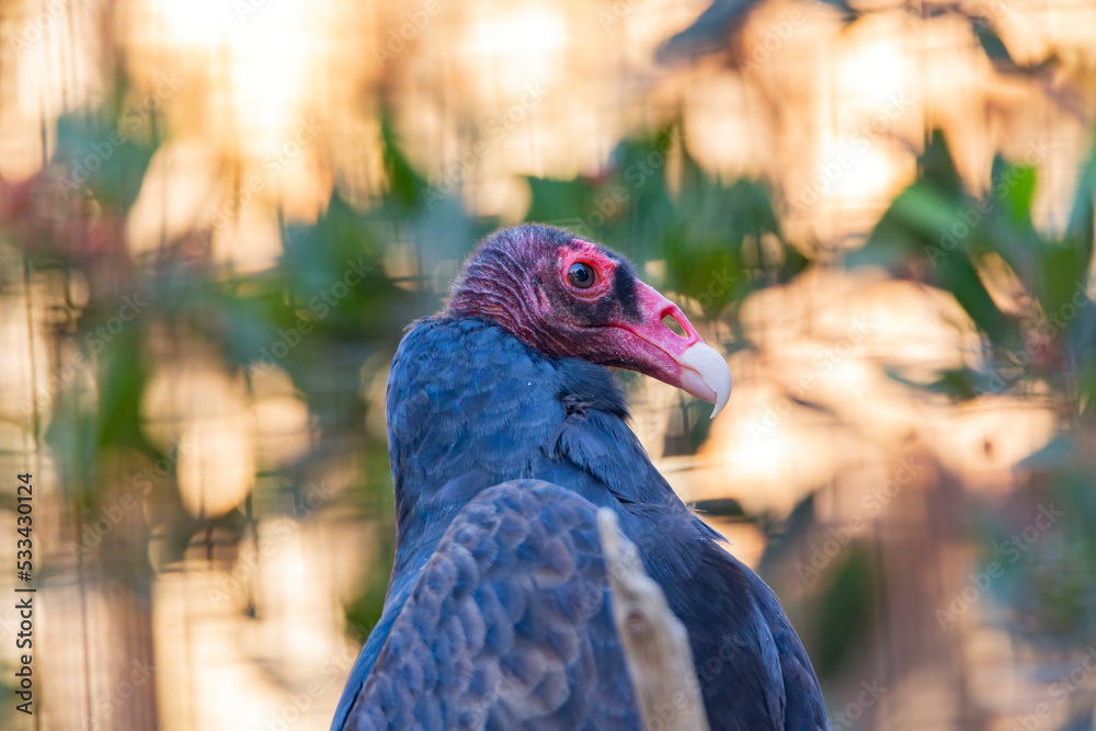 Close up shot of Turkey vulture