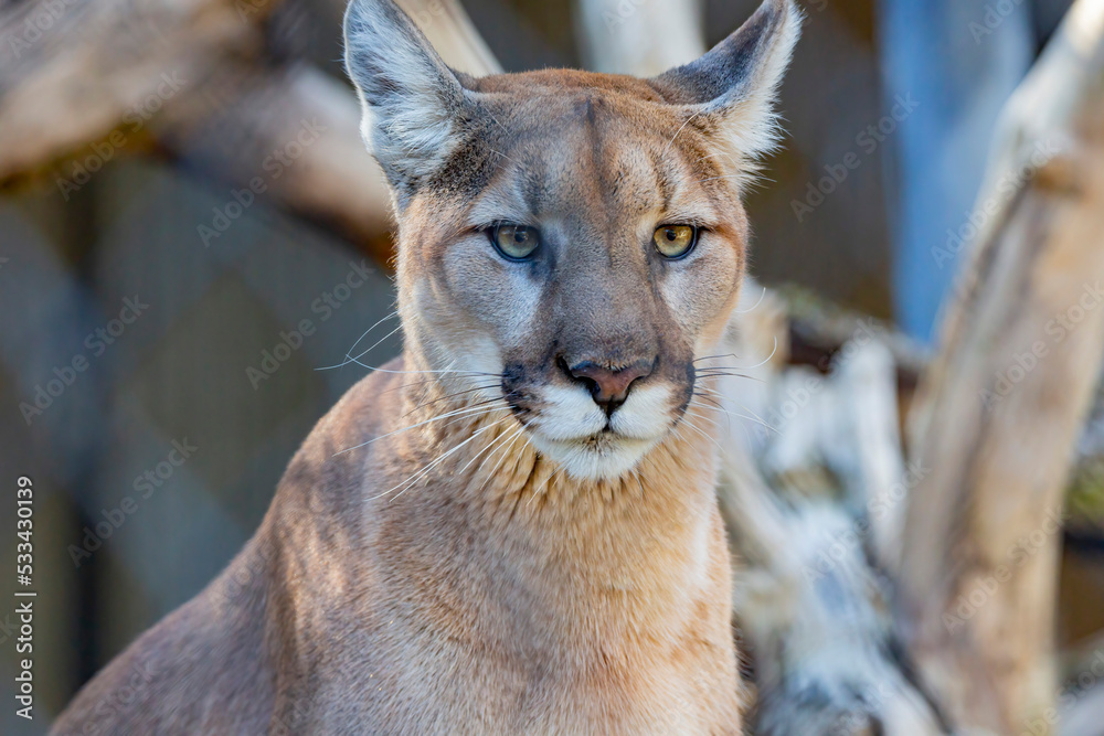 Close up shot of Florida panther