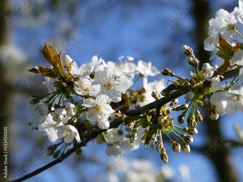 Bright white chrerry blossoms angainst a blue sky photo