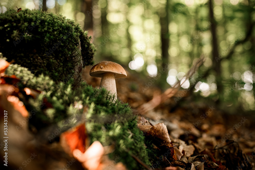 Fototapeta premium close-up view on beautiful green moss and mushroom growing nearby in the forest