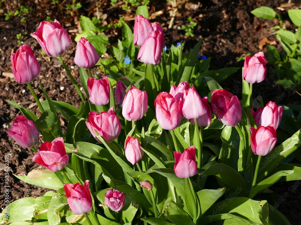Cluster of beautiful pink tulips