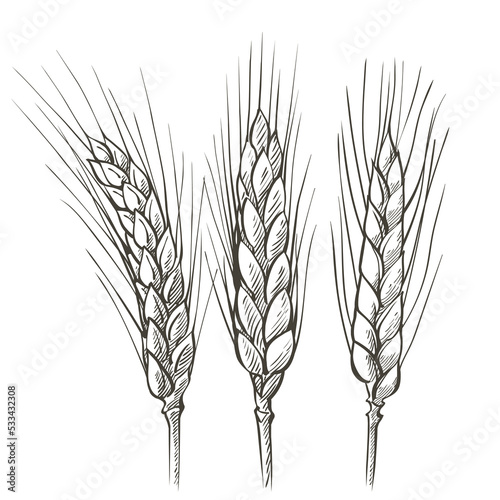 Ears of wheat. Barley cereals harvest, spike, grain, corn, agriculture, organic farming, healthy food symbol. Bakery design element. Vector illustration