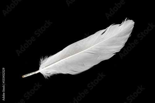 white feather of a goose on a black background photo