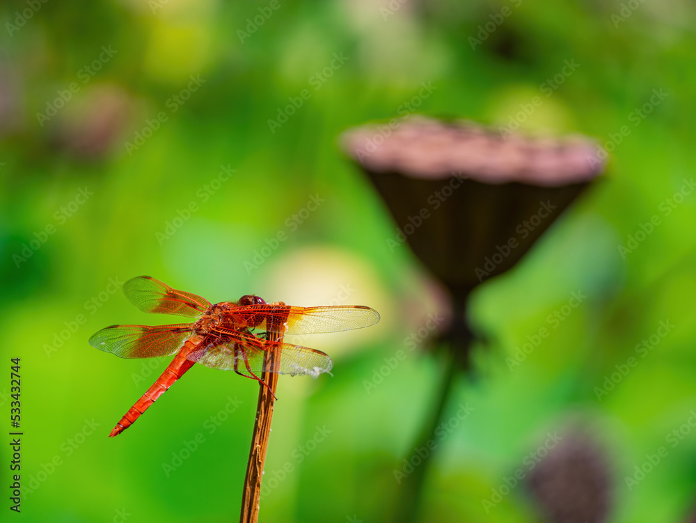 Close up shot of Neon skimmer in the Echo Park Lake