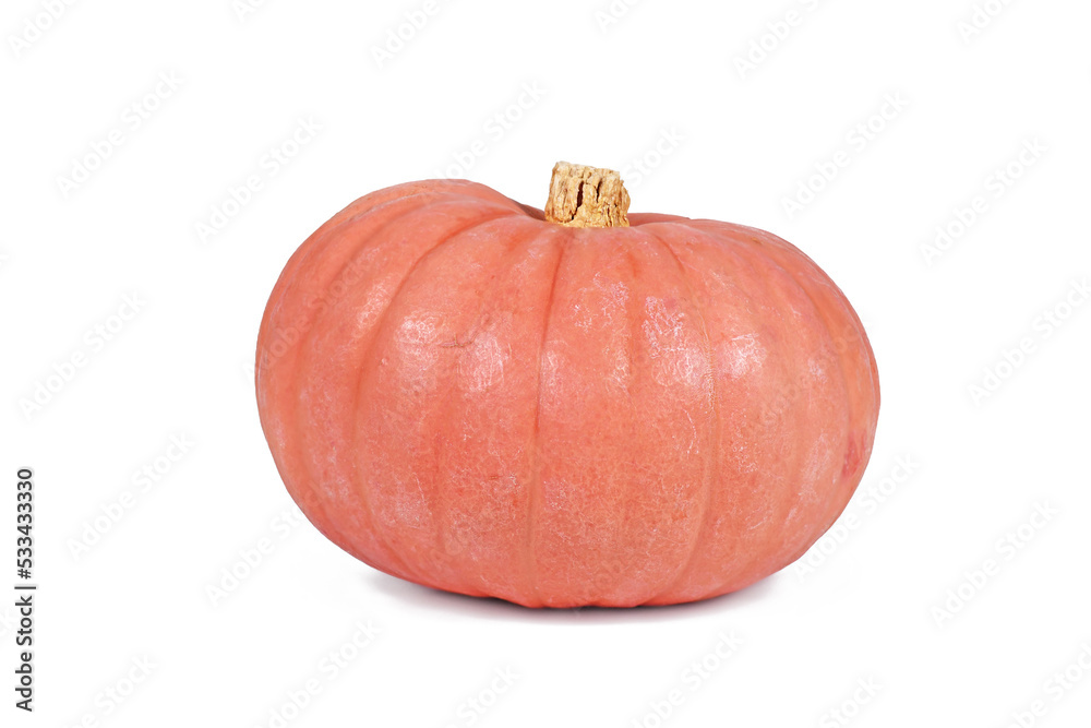 Φωτογραφία Single pastel pink colored 'Miss Sophie Pink' Halloween pumpkin on white backgro