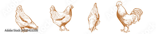 Fotografiet chicken, hen bird