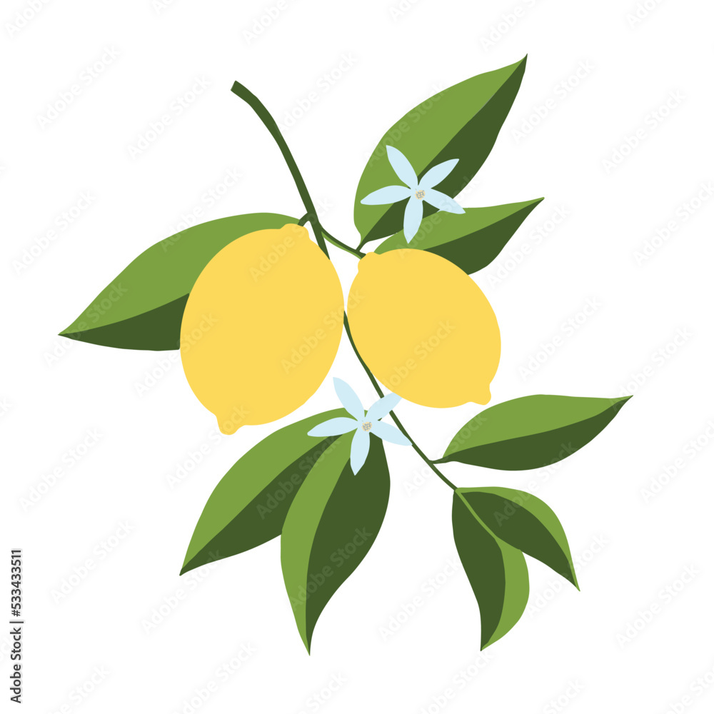Isolated hand drawn lemon branch illustration. Floral print. Sketch Exotic tropical citrus fresh fruit, lemons with leaves and flowers. Vector cartoon minimalistic style . Doodle pattern Isolated hand drawn lemon branch illustration. Floral print. Sketch Exotic tropical citrus fresh fruit, lemons with leaves and flowers. Vector cartoon minimalistic style . Doodle pattern