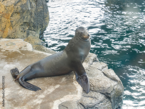 Close up shot of Sea lion