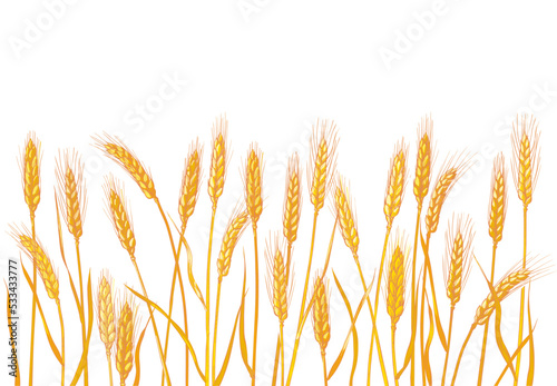 Ears of wheat. Barley cereals harvest, spike, grain, corn, agriculture, organic farming, healthy food symbol. Bakery design element. Vector illustration